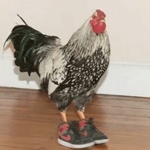 Meet your Posher, Rey